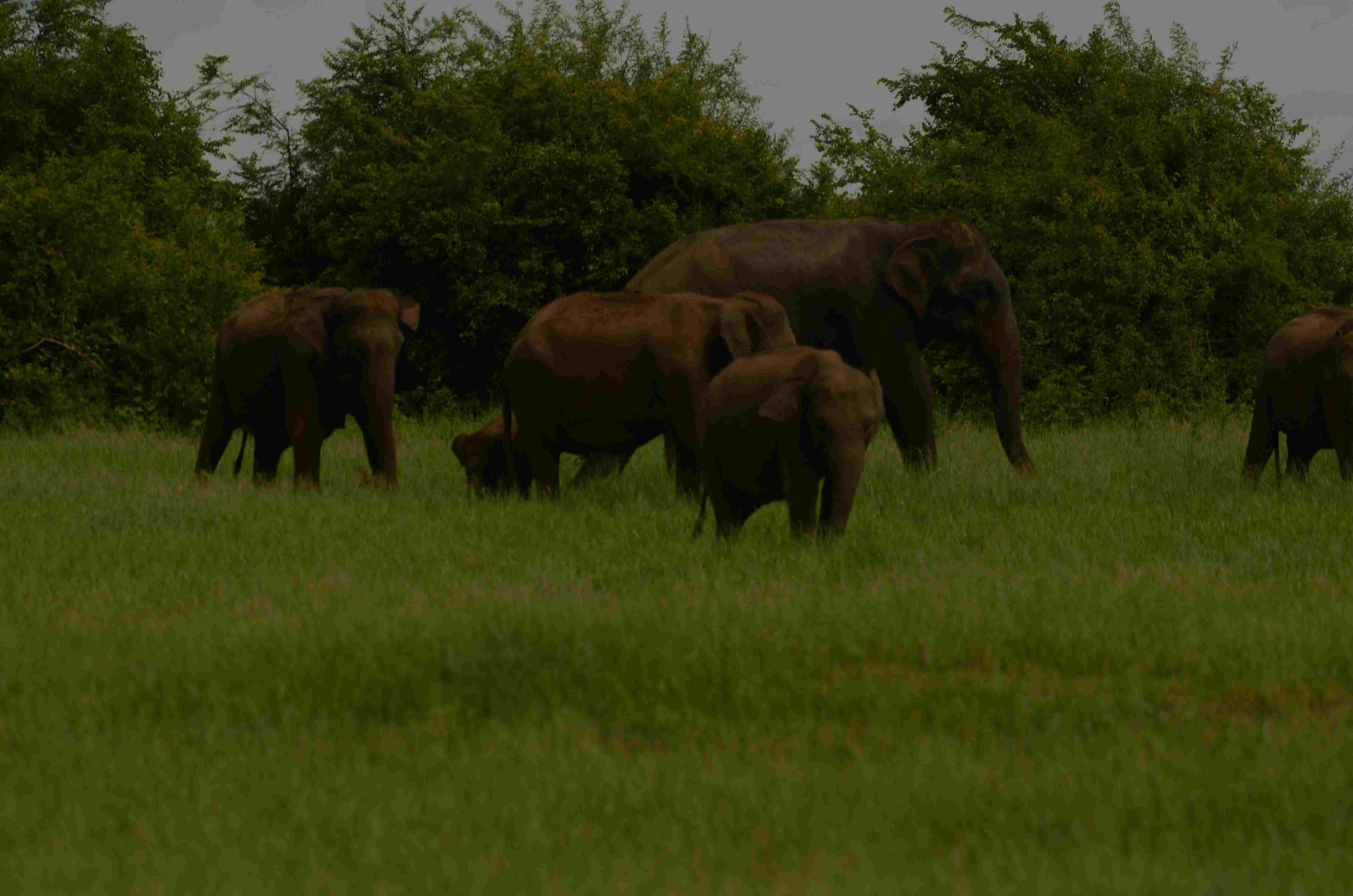 Elephant