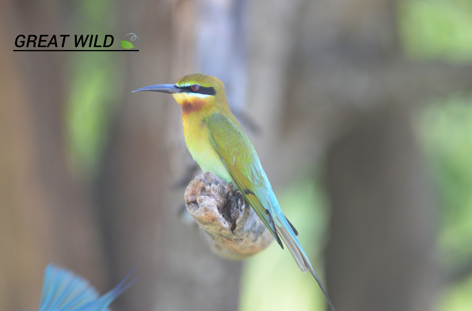 Wildlife