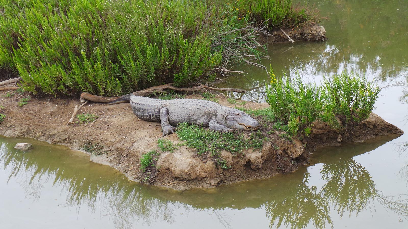Crocodile - Sri Lankan crocodiles thrive in rivers, lakes, and coastal wetland habitats. by Upul Dunuhinga